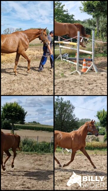 2jähriger Hengst von Ogano, Manuela Menzel , Horses For Sale, Magdeburg, Image 7