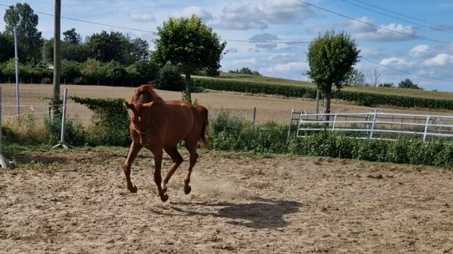 2jähriger Hengst von Ogano, Manuela Menzel , Horses For Sale, Magdeburg, Image 5