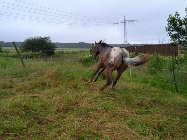 2 jähriger Junghengst ApHC, A. Gößler, Horses For Sale, Morbach, Image 5