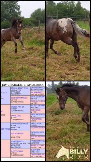 2 jähriger Junghengst ApHC, A. Gößler, Horses For Sale, Morbach, Image 13