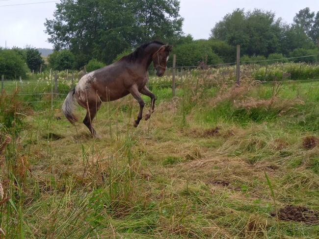 2 jähriger Junghengst ApHC, A. Gößler, Horses For Sale, Morbach, Image 11