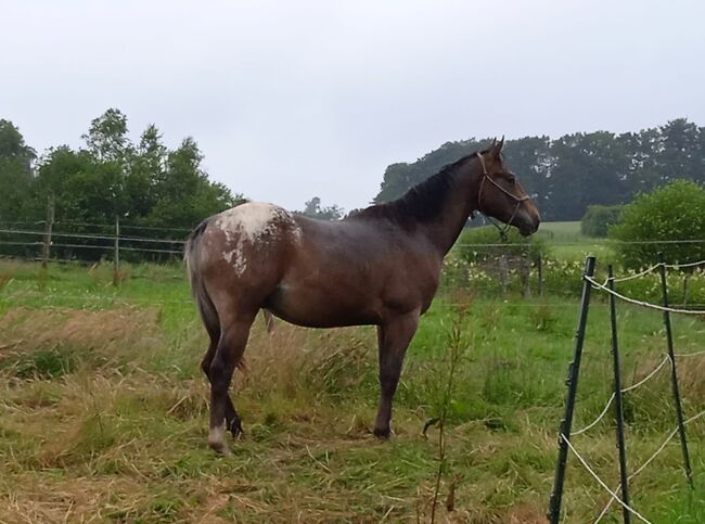 2 jähriger Junghengst ApHC, A. Gößler, Horses For Sale, Morbach, Image 12