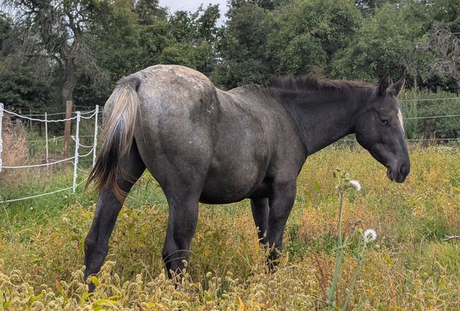2 jähriger Junghengst ApHC, A. Gößler, Horses For Sale, Morbach, Image 4