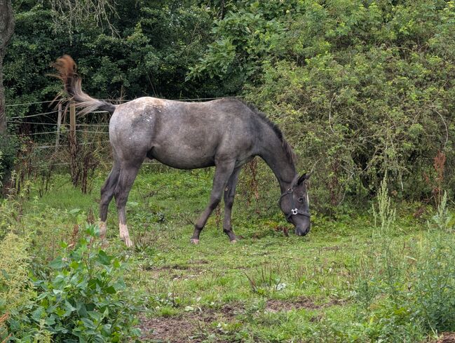 2 jähriger Junghengst ApHC, A. Gößler, Horses For Sale, Morbach, Image 7
