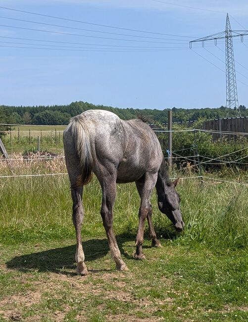2 jähriger Junghengst ApHC, A. Gößler, Horses For Sale, Morbach, Image 13