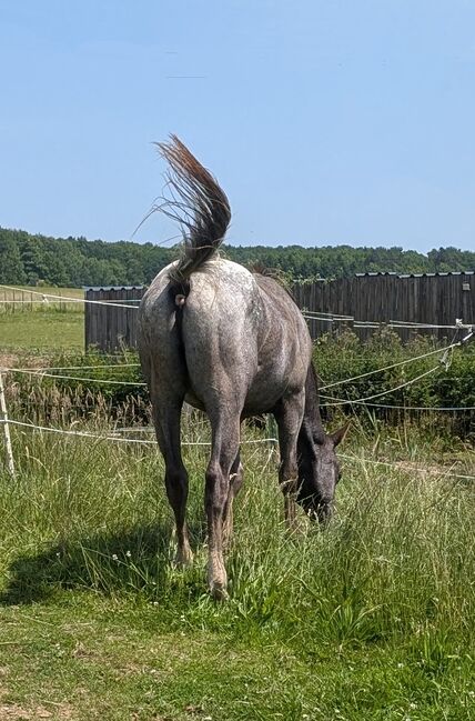 2 jähriger Junghengst ApHC, A. Gößler, Horses For Sale, Morbach, Image 12