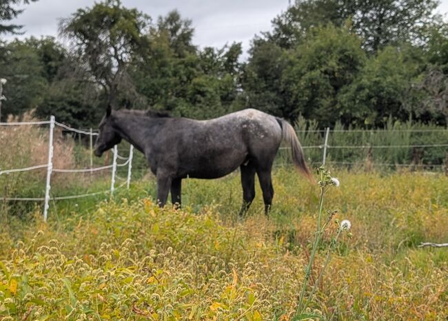 2 jähriger Junghengst ApHC, A. Gößler, Horses For Sale, Morbach, Image 5