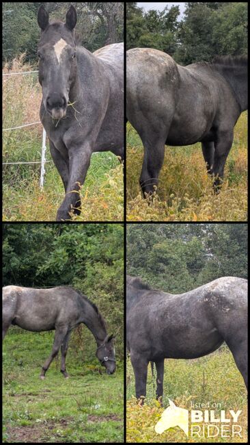 2 jähriger Junghengst ApHC, A. Gößler, Horses For Sale, Morbach, Image 15