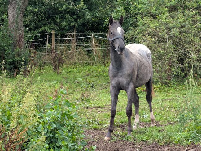 2 jähriger Junghengst ApHC, A. Gößler, Horses For Sale, Morbach, Image 6