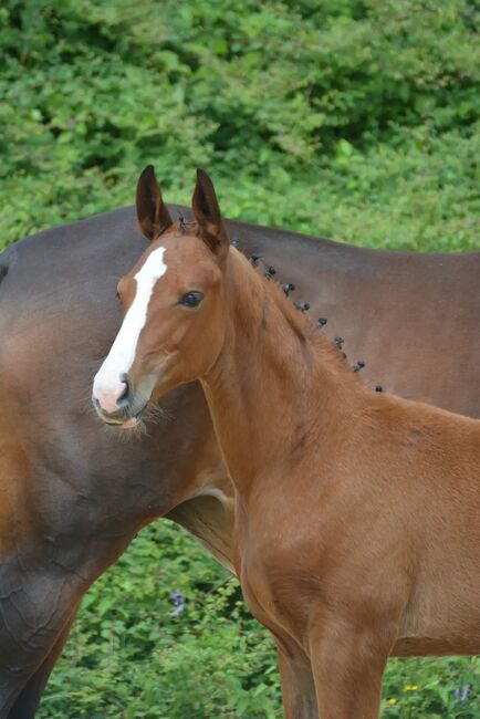 2.Jähriger Junghengst von Bartguts Aktionär, Brit Fanta , Horses For Sale, Eggmayr