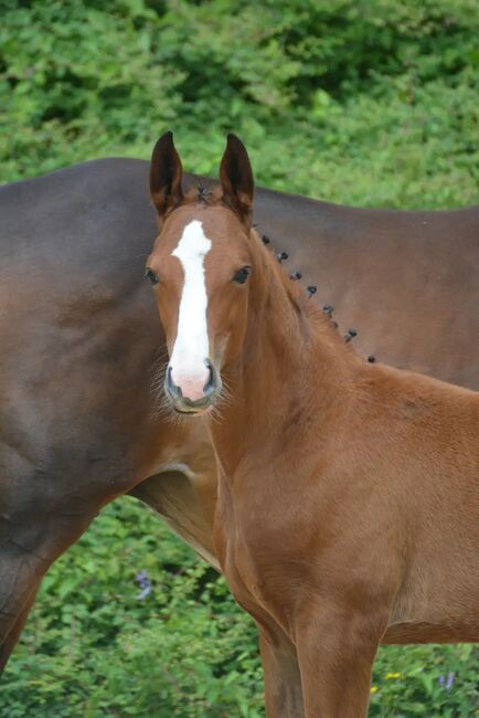 2.Jähriger Junghengst von Bartguts Aktionär, Brit Fanta , Horses For Sale, Eggmayr, Image 2