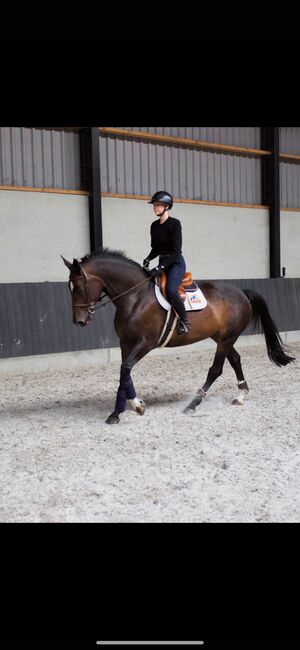 2011 mare jumped 140, Britt Maria, Horses For Sale, Antwerp, Image 2