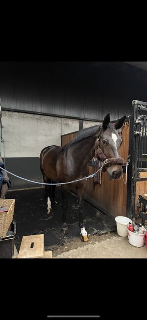 2011 mare jumped 140, Britt Maria, Horses For Sale, Antwerp, Image 3