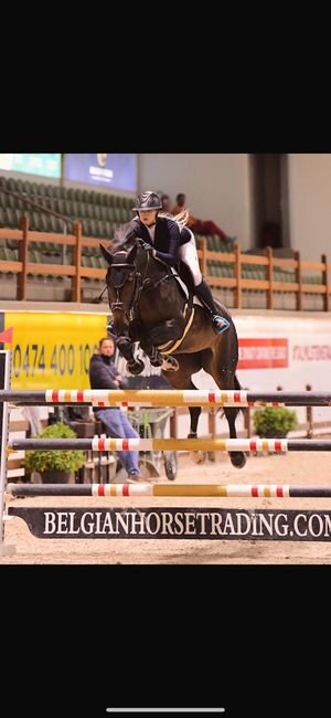 2011 mare jumped 140, Britt Maria, Konie na sprzedaż, Antwerp