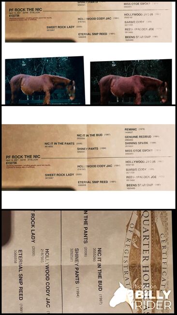 2021 geborener Quarter Horse, MP Horses und Training , Pferd kaufen, Hürth, Abbildung 4