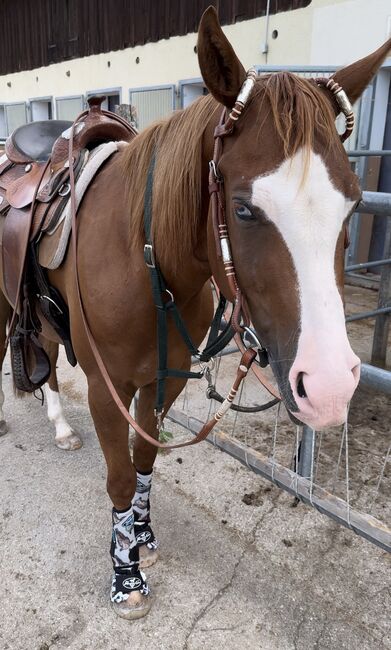 ⭐️ 2021 QH-Wallach von Colonels Shining Gun ⭐️, Marlene Ellmauer, Horses For Sale, Mühlbach, Image 8