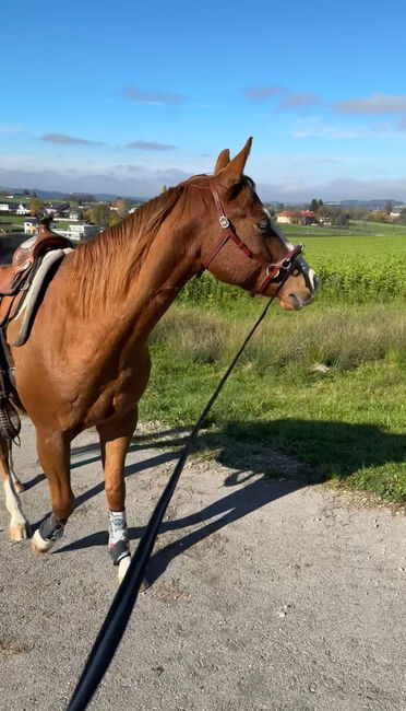 ⭐️ 2021 QH-Wallach von Colonels Shining Gun ⭐️, Marlene Ellmauer, Horses For Sale, Mühlbach, Image 9