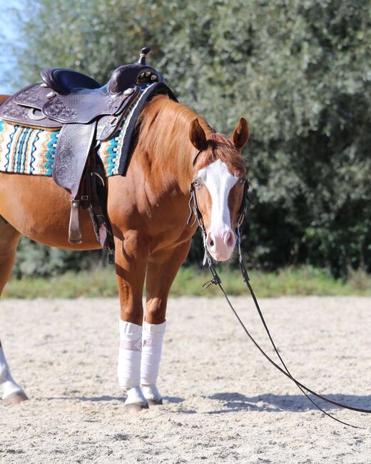 ⭐️ 2021 QH-Wallach von Colonels Shining Gun ⭐️, Marlene Ellmauer, Konie na sprzedaż, Mühlbach, Image 5