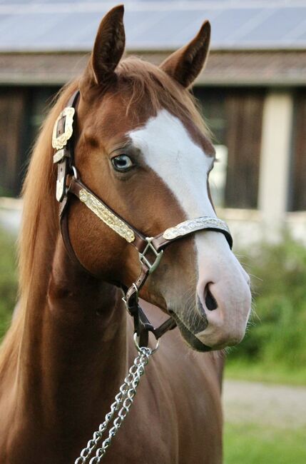 ⭐️ 2021 QH-Wallach von Colonels Shining Gun ⭐️, Marlene Ellmauer, Konie na sprzedaż, Mühlbach, Image 6