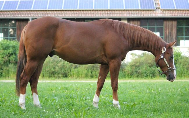 ⭐️ 2021 QH-Wallach von Colonels Shining Gun ⭐️, Marlene Ellmauer, Konie na sprzedaż, Mühlbach, Image 3