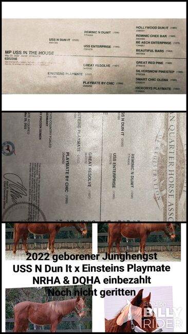 2022 geborener AQHA nominiert NRHA DQHA, MP Horses und Training , Pferd kaufen, Hürth, Abbildung 4