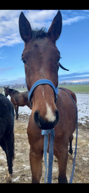 2023 vielseitig veranlagte Stute mit Überbiss, Alexandra , Horses For Sale, Salzburg 