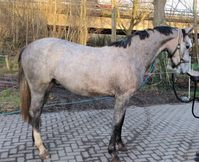 2023 Wallach Escanto, Gerdes, Pferd kaufen, Emden