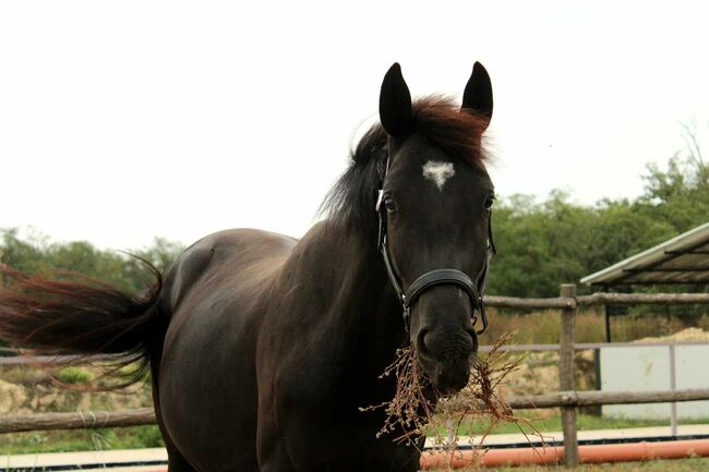 22-jähriges vielversprechendes ungarisches Hengst-Sportpferd, Eniko mARKOS, Horses For Sale, Gyömrő, Image 6