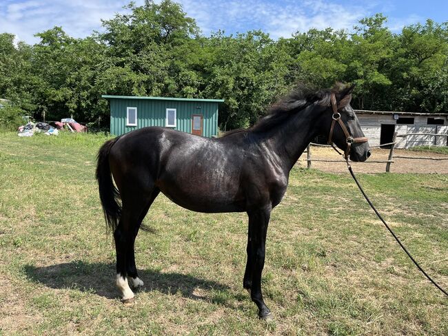 22-jähriges vielversprechendes ungarisches Hengst-Sportpferd, Eniko mARKOS, Horses For Sale, Gyömrő, Image 5