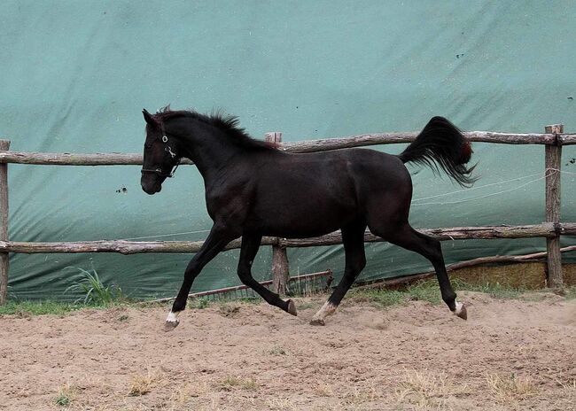 22-jähriges vielversprechendes ungarisches Hengst-Sportpferd, Eniko mARKOS, Horses For Sale, Gyömrő, Image 7