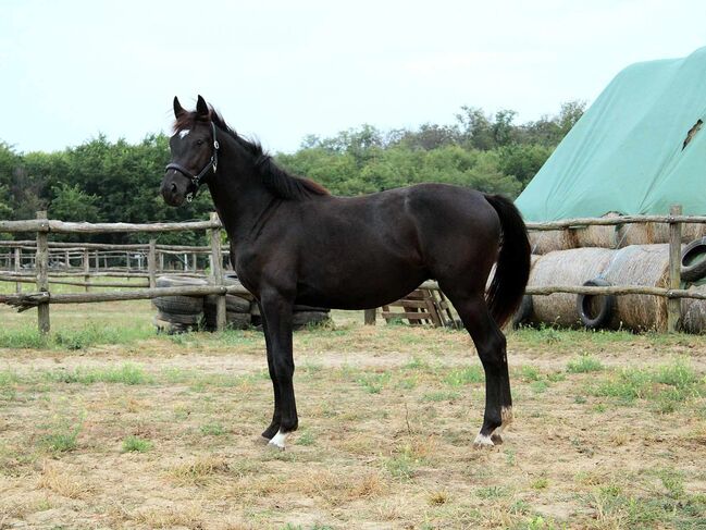 22-jähriges vielversprechendes ungarisches Hengst-Sportpferd, Eniko mARKOS, Horses For Sale, Gyömrő, Image 2