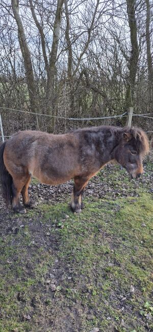 22 Jährige Shetty Stute, Anja drillings cremer , Horses For Sale, Sönnebüll