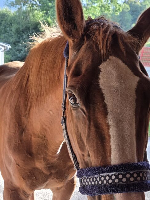 23-jährige Irish Draught Stute, Jenny Baer-Pásztory, Horses For Sale, Alland