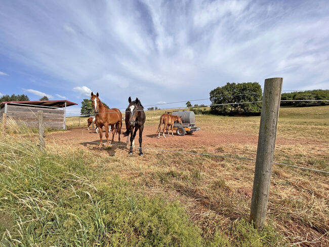 2538MP Frankreich, Vogesen, Epinal, Gestüt, Reitanlage zu verkaufen, Sabine Wesseln, Maras World of Horses (Maras World Solutions S.L.), Equestrian Properties, Epinal, Image 8