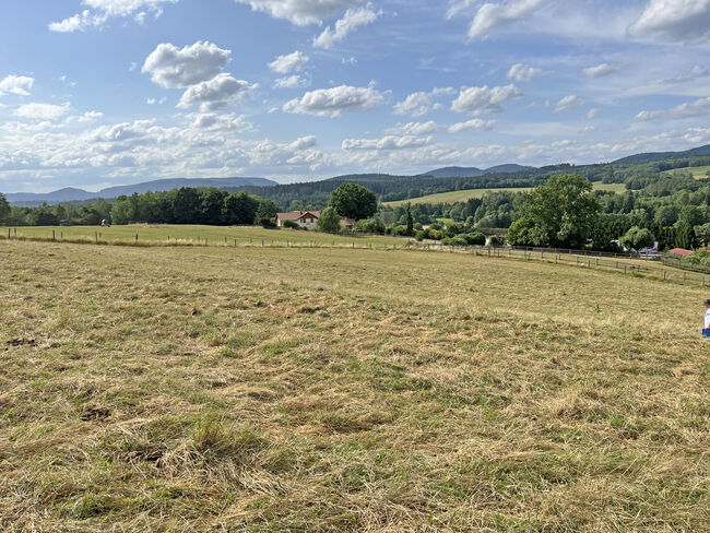 2538MP Frankreich, Vogesen, Epinal, Gestüt, Reitanlage zu verkaufen, Sabine Wesseln, Maras World of Horses (Maras World Solutions S.L.), Equestrian Properties, Epinal, Image 9