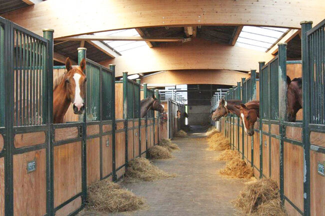 2538MP Frankreich, Vogesen, Epinal, Gestüt, Reitanlage zu verkaufen, Sabine Wesseln, Maras World of Horses (Maras World Solutions S.L.), Pferdeimmobilien, Epinal, Abbildung 5