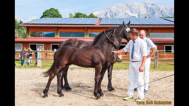 2. Prämien Friesenhengstfohlen, Karin Steiner , Horses For Sale, St. Georgen ob Judenburg , Image 3