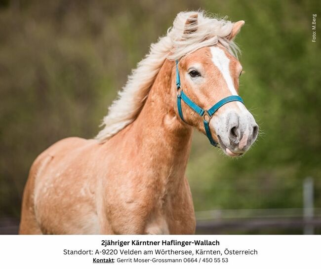 2jähriger Kärntner Haflinger-Wallach, Andrea, Pferd kaufen, Velden am Wörthersee, Abbildung 4