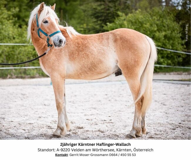 2jähriger Kärntner Haflinger-Wallach, Andrea, Pferd kaufen, Velden am Wörthersee, Abbildung 8