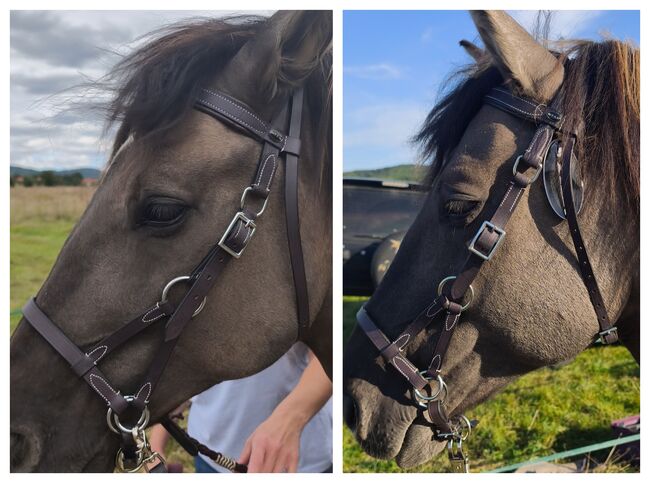 2x Sidepulls von Star Trense, Star, Vivienne Metzger , Bitless Bridles, Eschwege