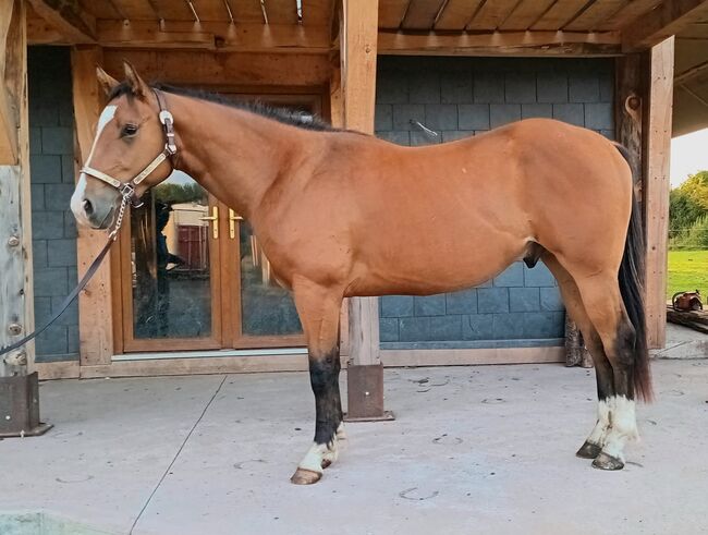 2yo tomahawk, Eimear Daly, Horses For Sale, Co. Westmeath, Image 2