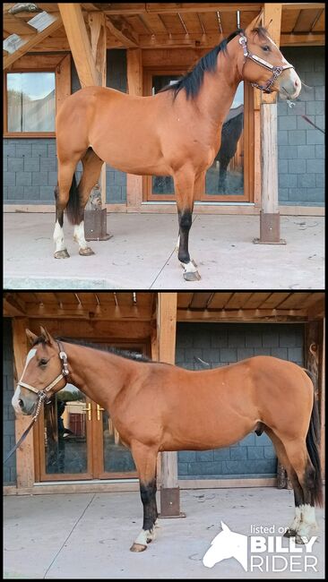 2yo tomahawk, Eimear Daly, Horses For Sale, Co. Westmeath, Image 3