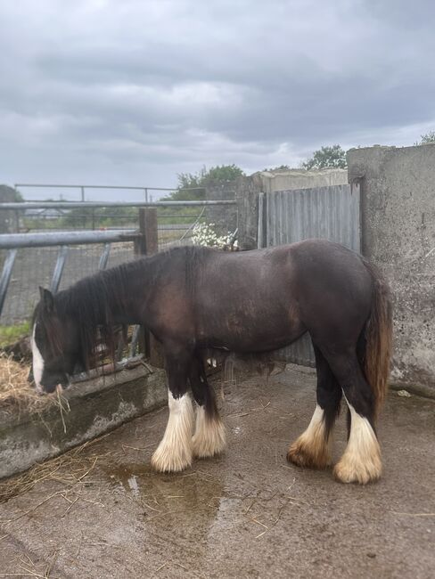 2yr Filly gypsy cob, Damien Mccarthy, Konie na sprzedaż, Killarney