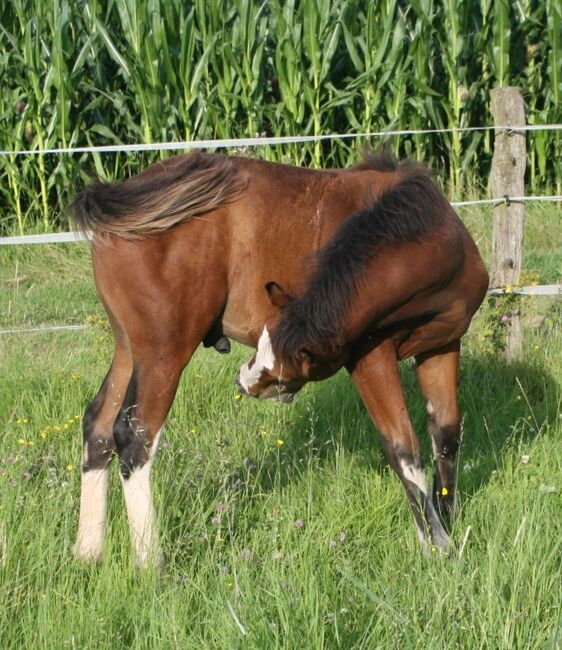 3/4 Paint auffälliger Minimal Schecke für kleines Geld, Tina, Horses For Sale, Calden, Image 5