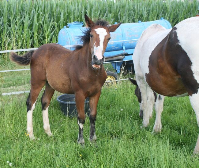 3/4 Paint auffälliger Minimal Schecke für kleines Geld, Tina, Horses For Sale, Calden, Image 3