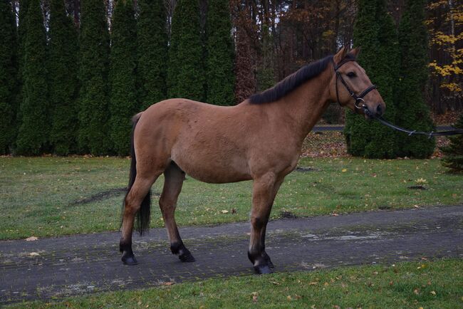 3,5 j. Falbe D-pony Wallach - Felinski Pony, Klara, Pferd kaufen, Chelmno