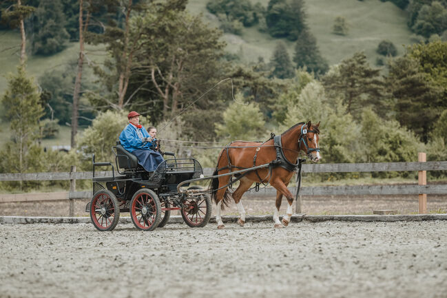 3,5jährige braune Freibergerstute, Bernet, Horses For Sale, Serneus, Image 6