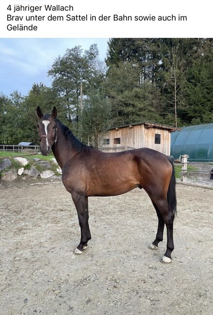 3,5 jährige Wallach, Katja Mühlbacher, Pferd kaufen, Feldkirchen 