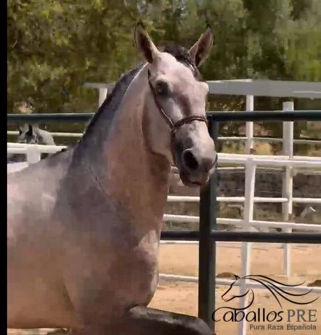 3,5 jähriger PRE Schimmel hengst mit tollen elastischen Bewegungen - 1.70 m, Thomas Adams (Caballos PRE), Pferd kaufen, Bell, Abbildung 3
