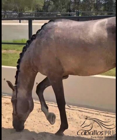 3,5 jähriger PRE Schimmel hengst mit tollen elastischen Bewegungen - 1.70 m, Thomas Adams (Caballos PRE), Pferd kaufen, Bell, Abbildung 7
